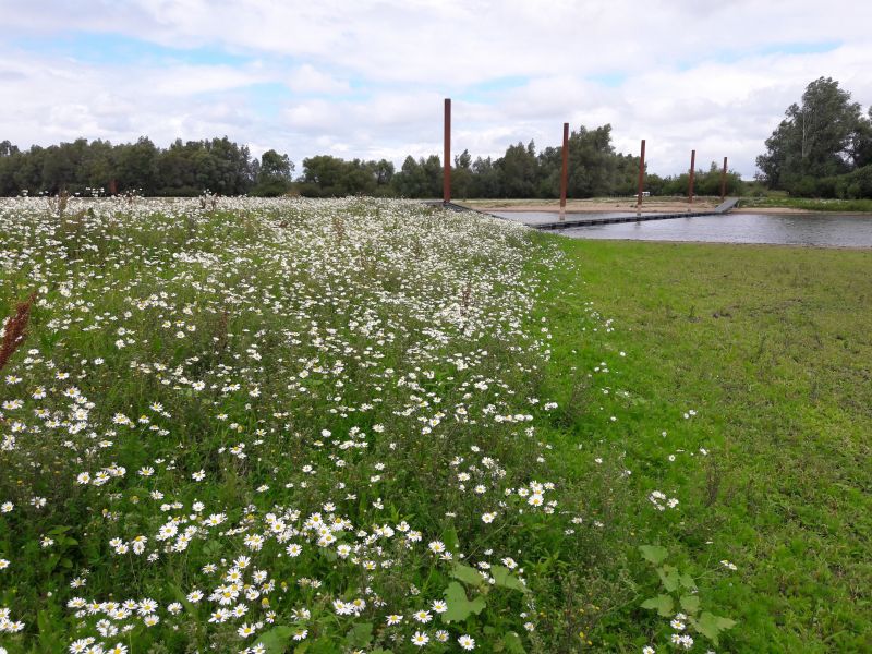 Vogel- en plantenexcursie in Heesseltsche uiterwaarden