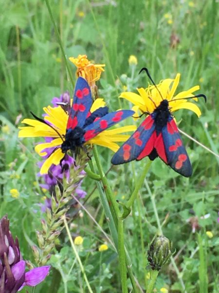 Geldermalsen door vlinderogen
