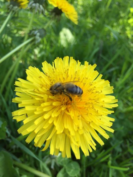 Derde bijeenkomst Pollinator Pad