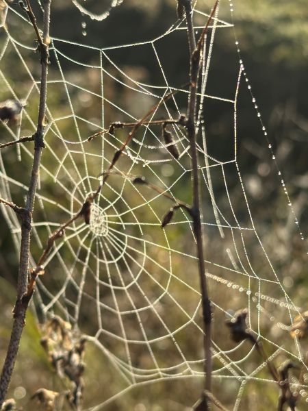 Vierde bijeenkomst Pollinator Pad