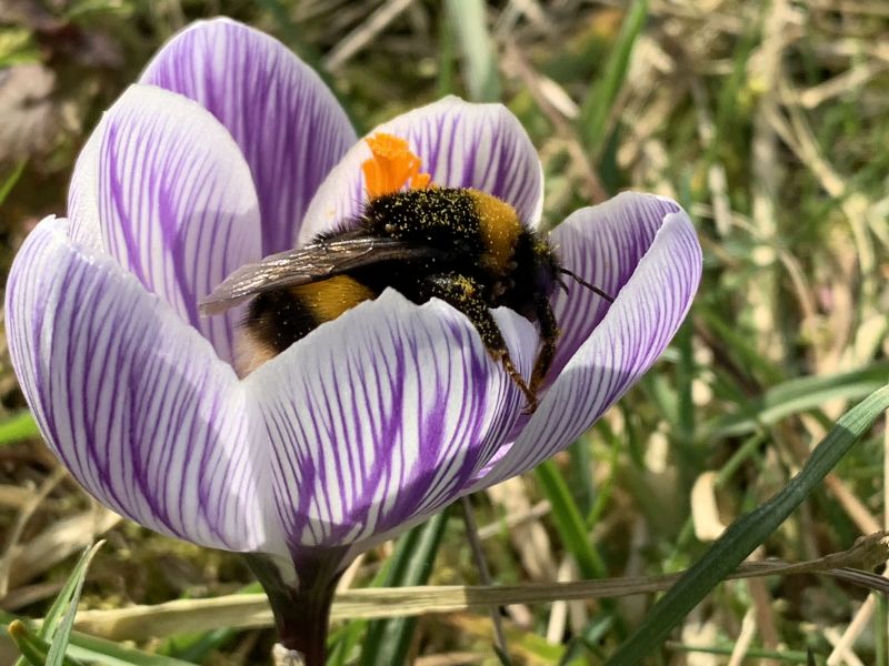 Bollenplantdag Culemborg