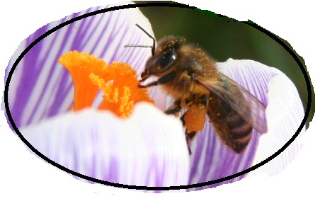 Bollenplantdag Rijswijk