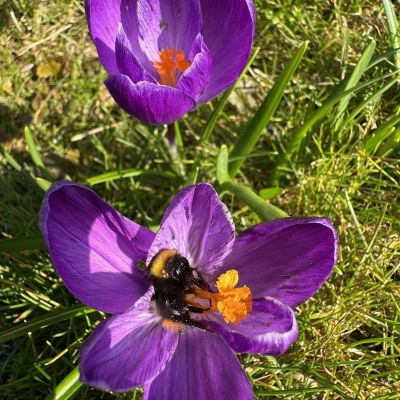 Gifvrije planten kopen?