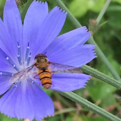 Subsidie voor Pollinator Pad van Nationale Bijenstrategie