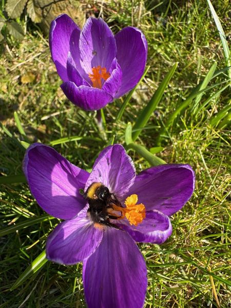 Gifvrije planten kopen?