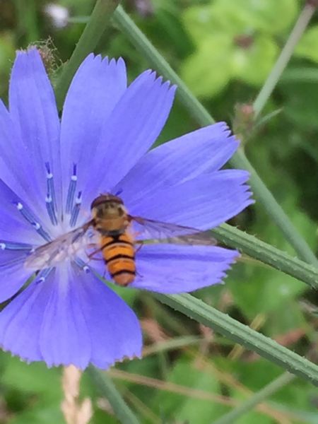 Subsidie voor Pollinator Pad van Nationale Bijenstrategie